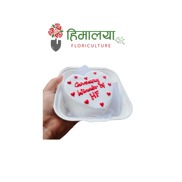 Bento White Forest Cake