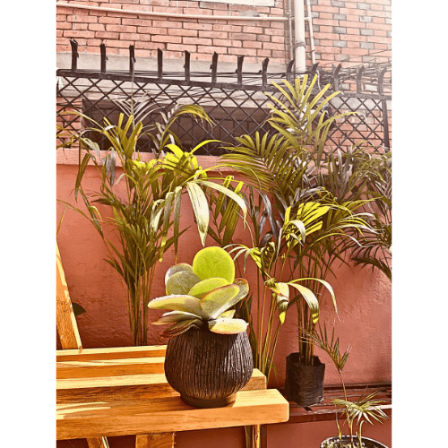 Flap Jack Succulent in Black Hand made pot