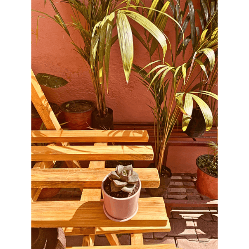 Succulent in Pink tiny ceramic cute pot